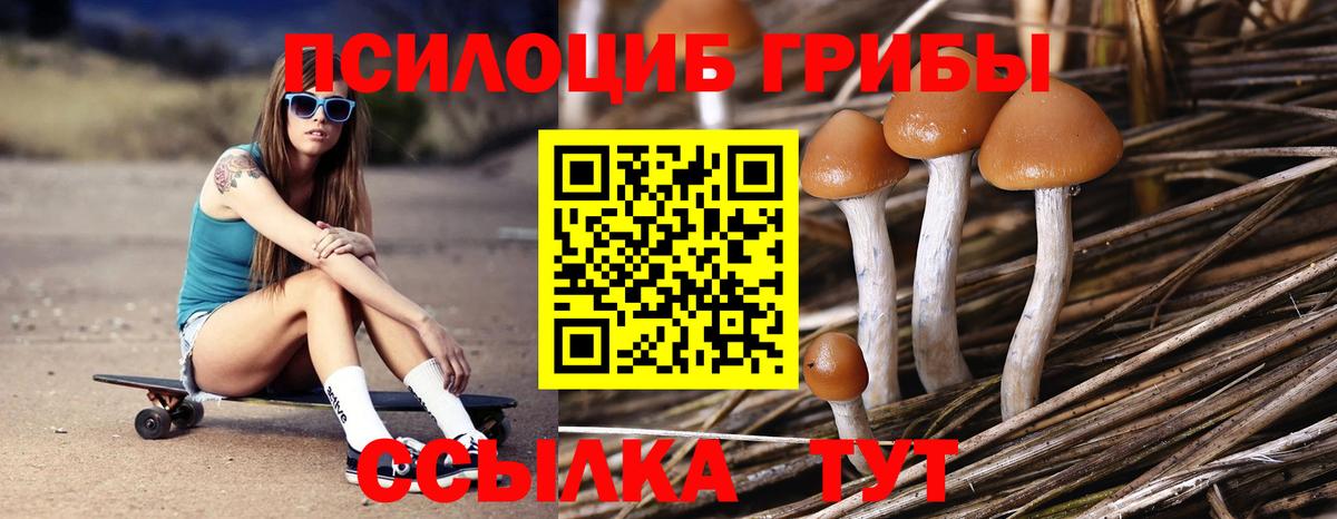 Псилоцибиновые грибы Cubensis Королёв